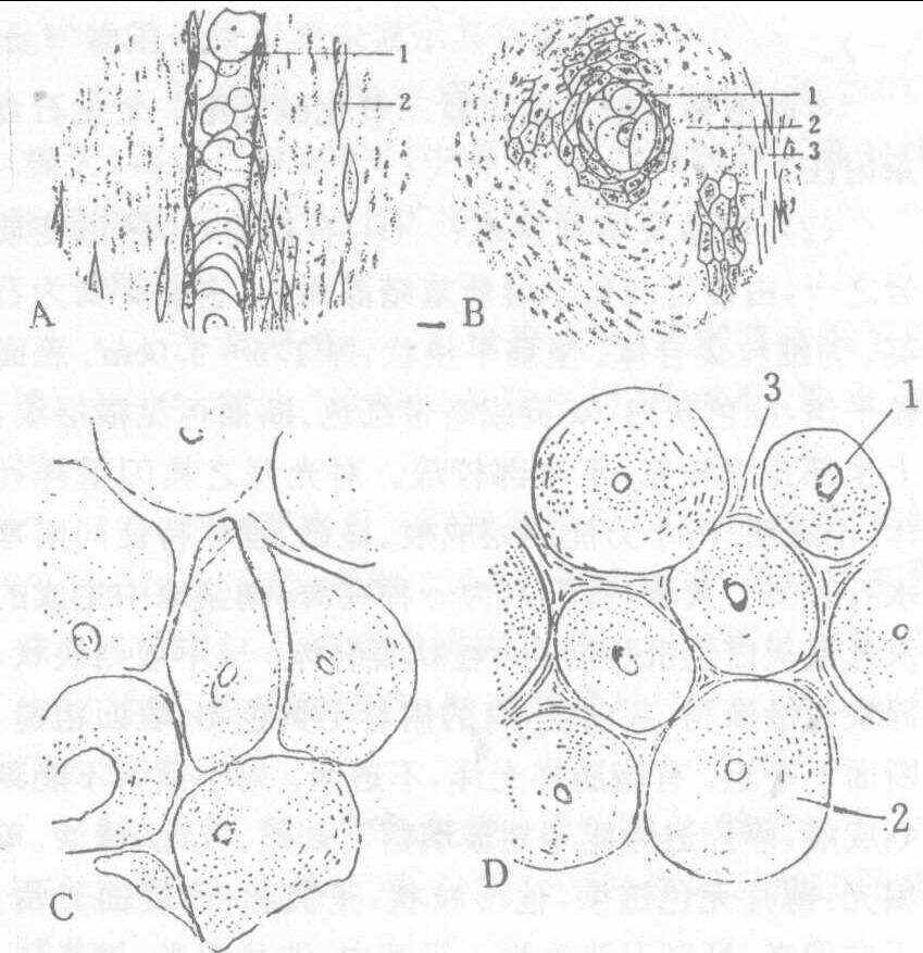 始载于《神农本草经》,列为中品.【别名】香犀角,犀牛角.